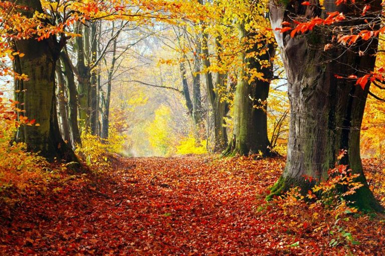 Property Market after Autumn Budget